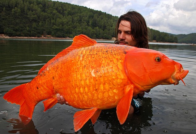 Un gros poisson rouge