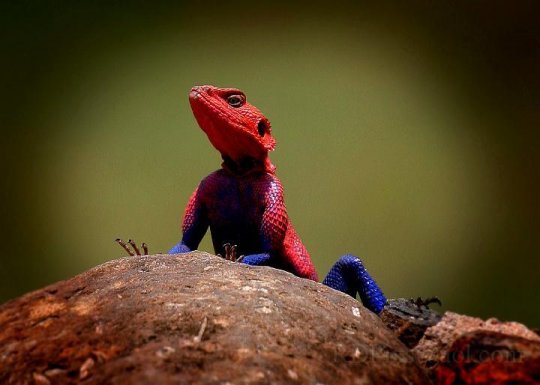 Le lézard Spiderman