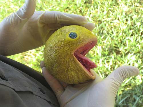 Un vrai Pac Man dans la nature