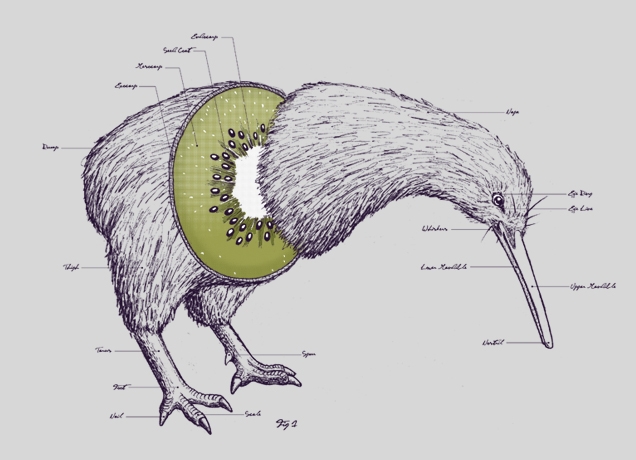 Anatomie du Kiwi