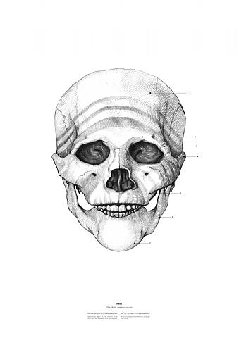 Les crânes célèbres de Istvan Laszlo