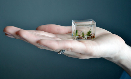 Le plus petit aquarium du monde