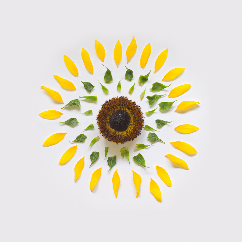 Des fleurs désassemblées