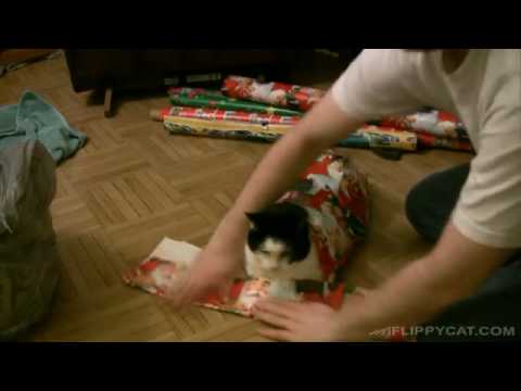 Offrir un chat emballé à Noel