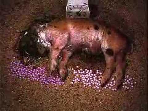 La décomposition d’un bébé cochon