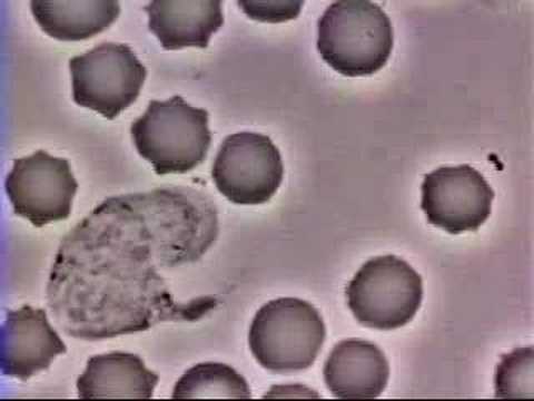 Un leucocyte chasse une bactérie