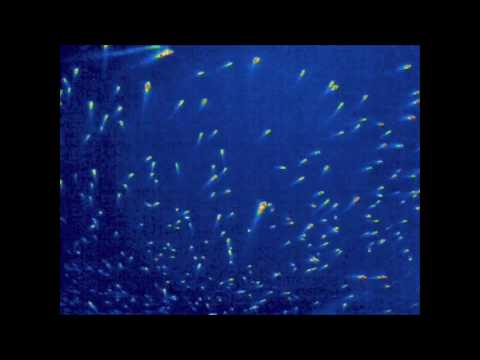 Décollage de 500 000 chauves-souris en infrarouge