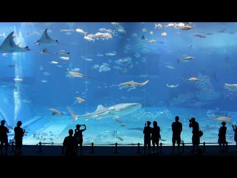 Le deuxième plus grand aquarium au monde