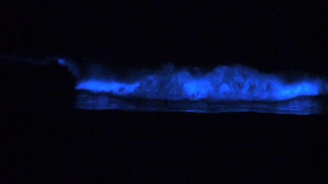 Surfez sur des vagues bioluminescentes bleues