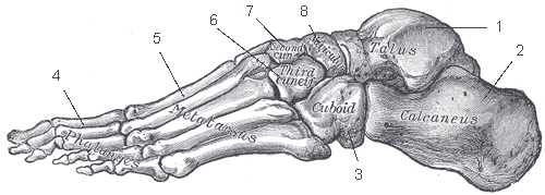 Les pieds comportent 25% des os du corps humain