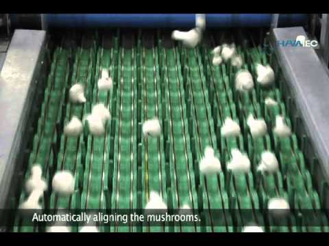 Une machine à champignons