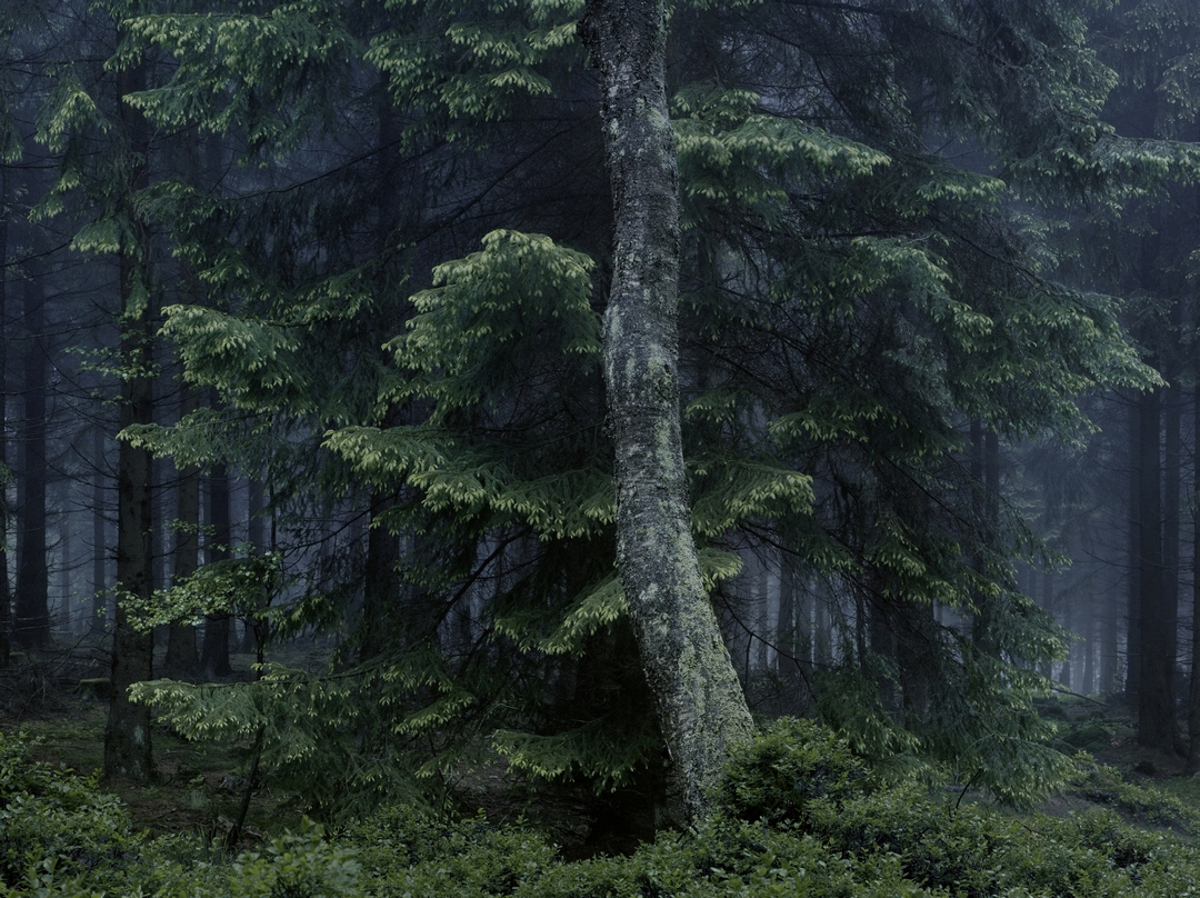 Les forêts allemandes de Michael Lange