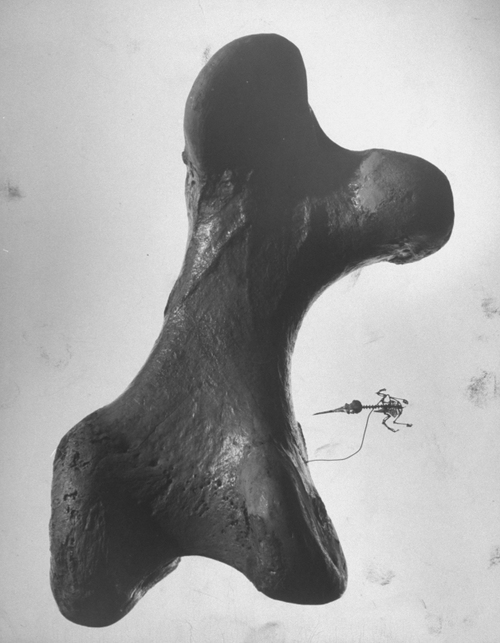 Squelette de colibris et fémur d’éléphant