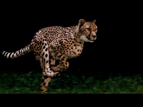 Un guépard qui court au ralenti