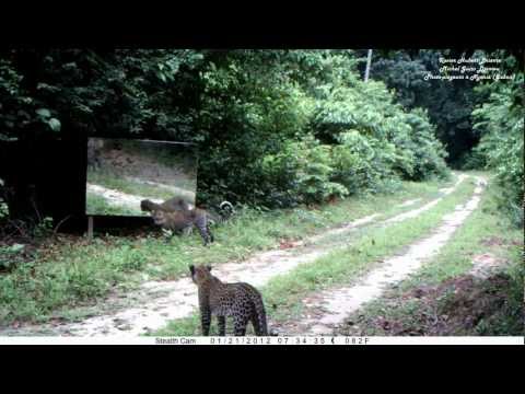 Des animaux sauvages et un mirroir