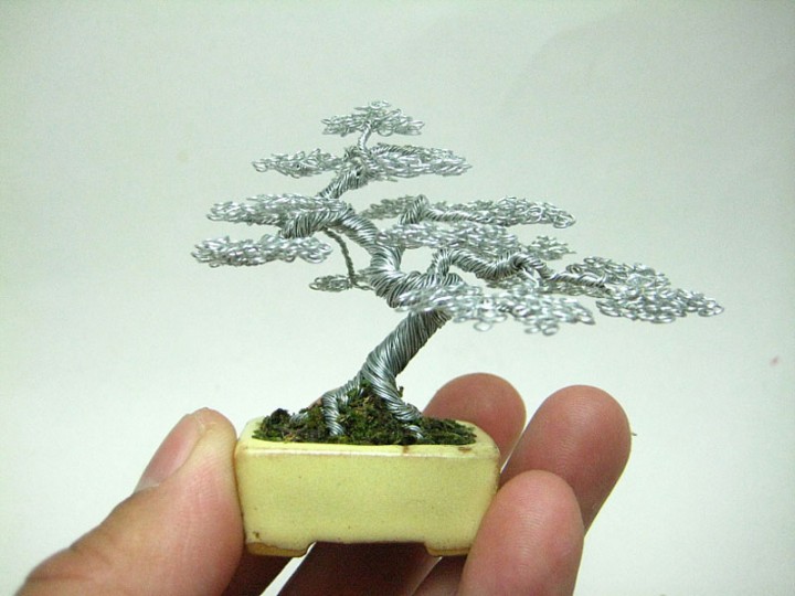 bonzai-fil-de-fr-er-04