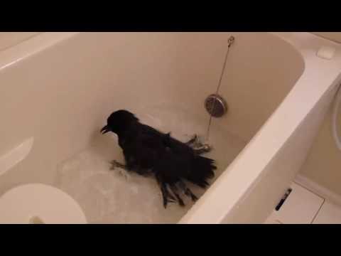 Un corbeau prend un bain