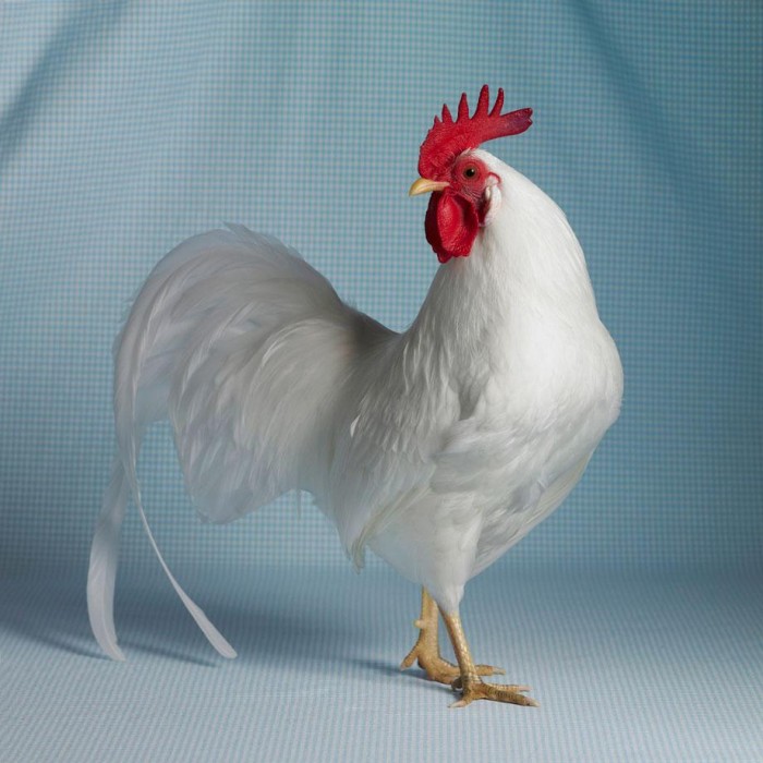 poulet-01