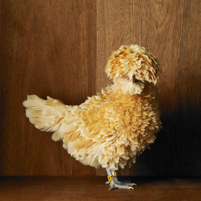 poulet-03
