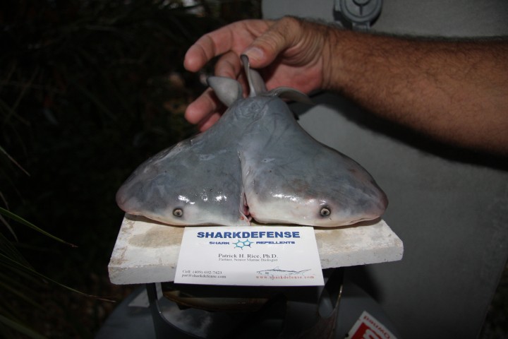 requin-deux-tetes