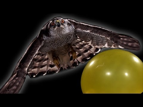 Un épervier qui chasse au ralenti