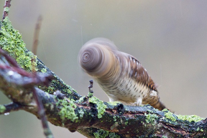 Un oiseau qui secoue la tête