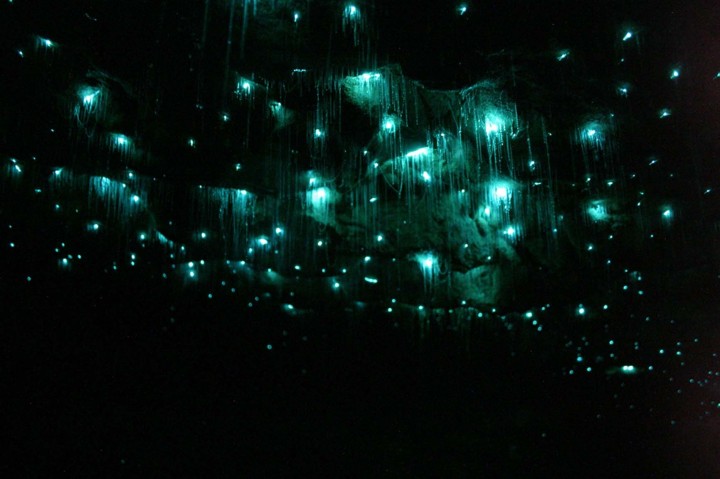 Waitomo-grotte-ver-lumineu-03
