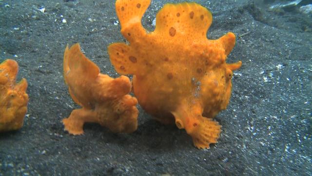 Le monde étrange des prédateurs marins