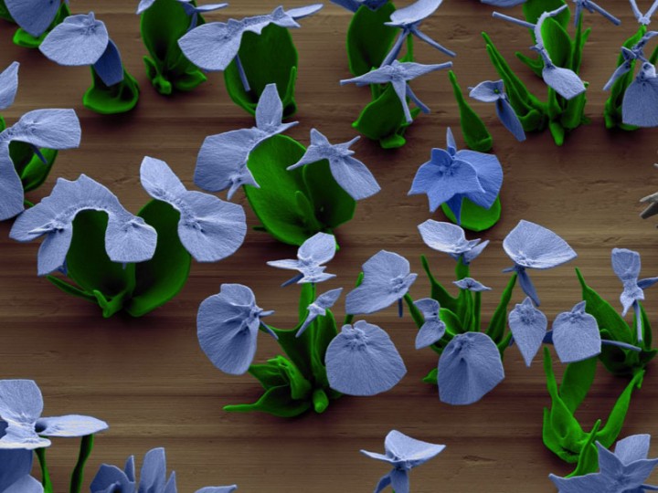 miniature-fleur-laboratoire-11