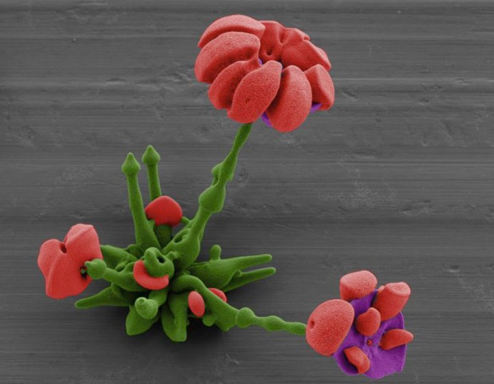miniature-fleur-laboratoire-19