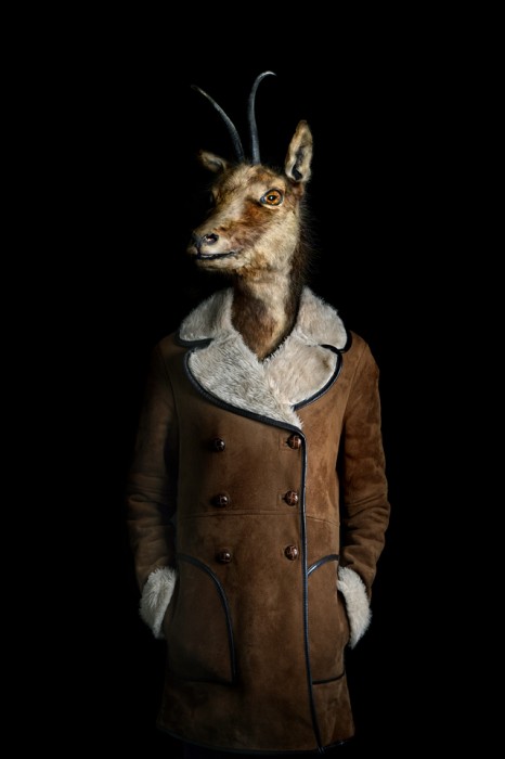 animaux-habilles-09