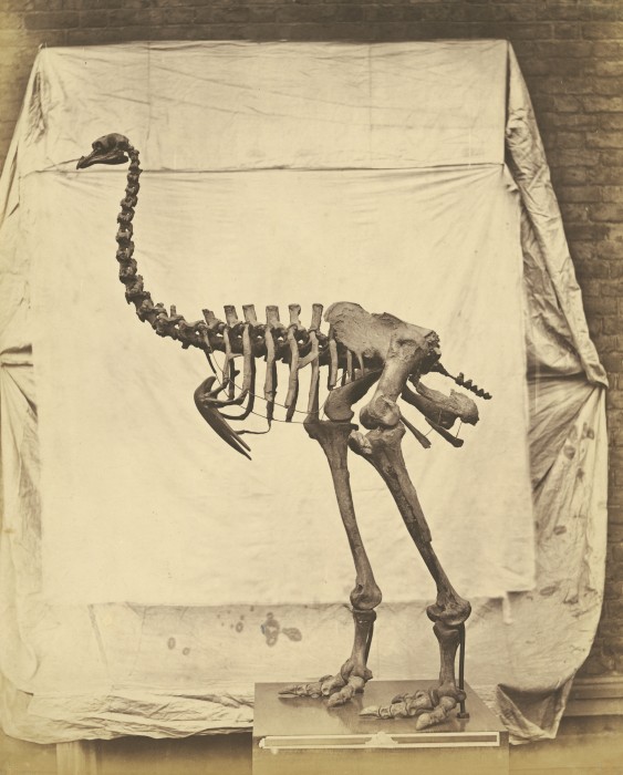 [Mystère #71] Un squelette de Dinornithidae par Roger Fenton
