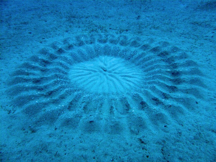 Les cercles dans le sable d’un petit poisson
