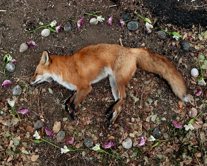 Fox, from the series At Rest