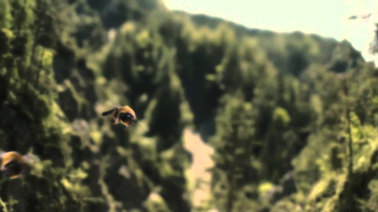 Une abeille qui s’envoie en l’air en l’air