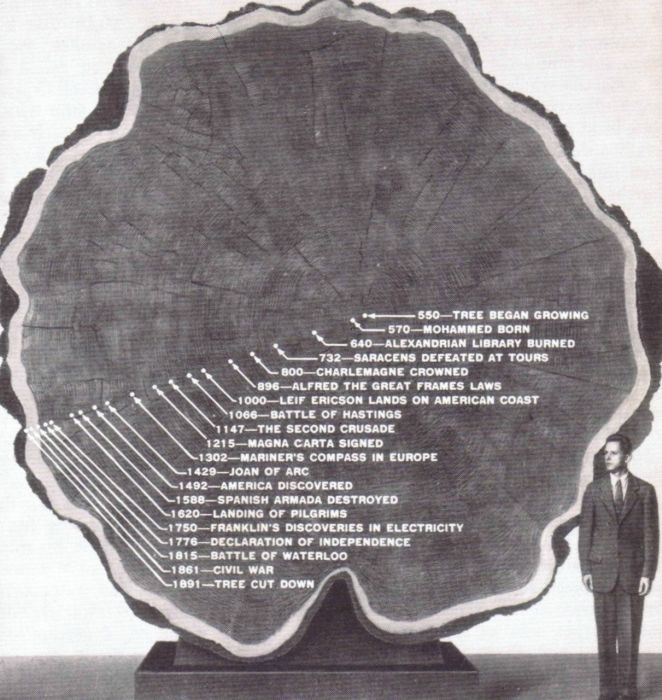 Mark-Twain-Tree