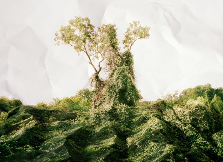 photo-arbre-froisse-01