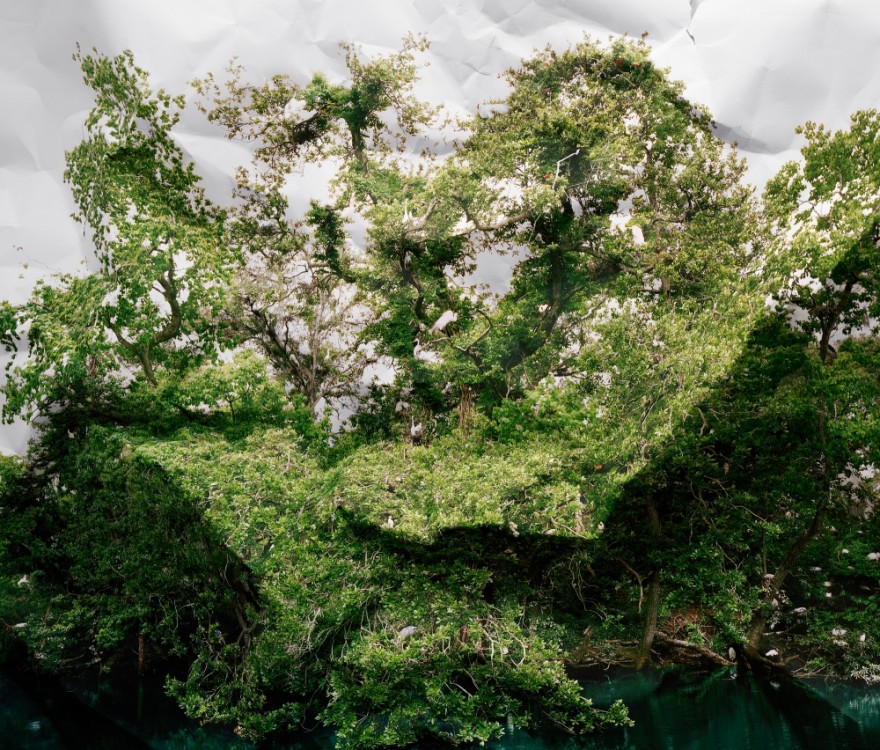 photo-arbre-froisse-04