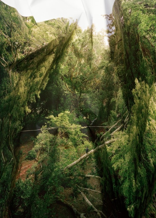 photo-arbre-froisse-05