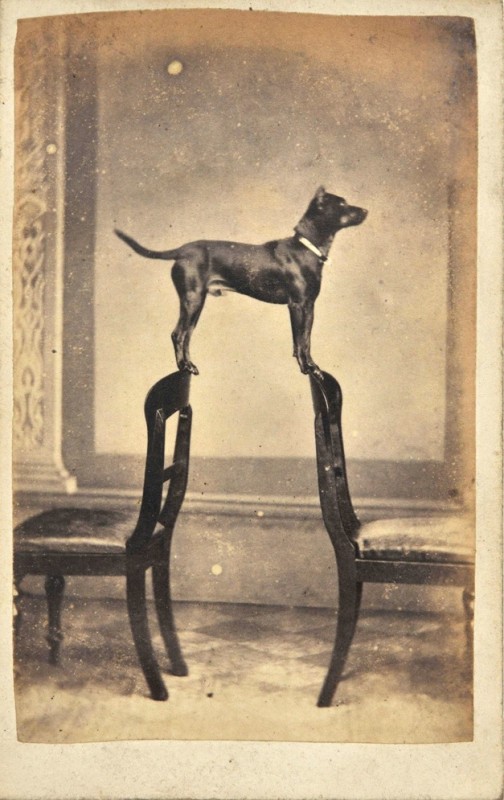 Clyde, le chien entre deux chaises -1960