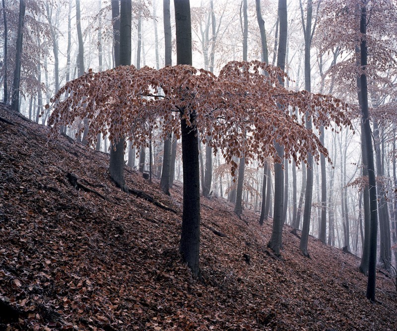 La forêt de Daniel Kovalovszky