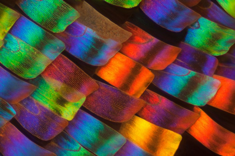Des ailes de papillons vues de très près
