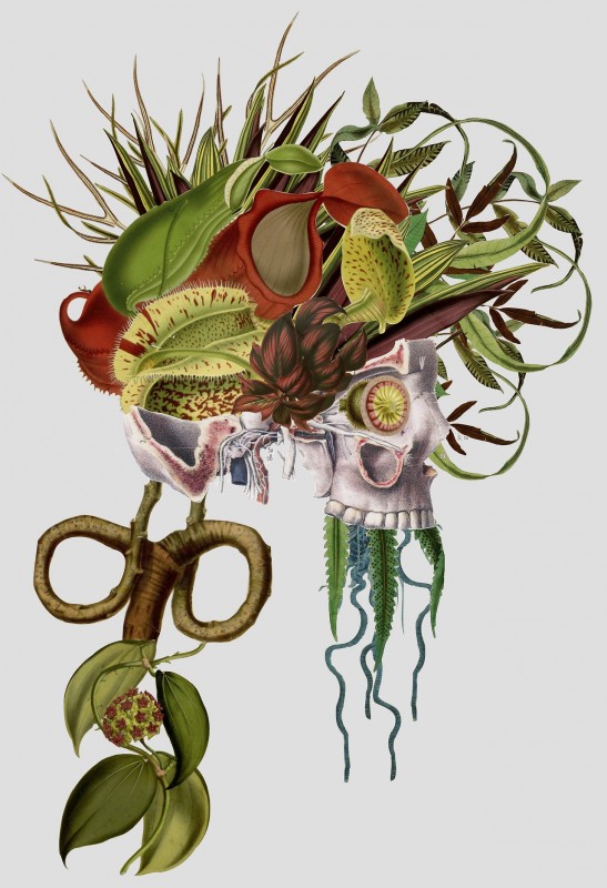 collage-illsutration-scientifique-06