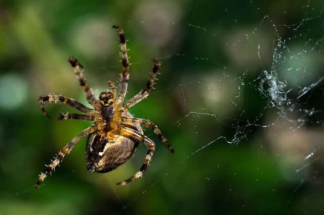 Une araignée tisse sa toile