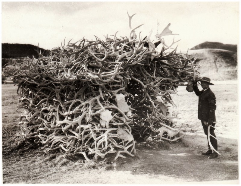 [Mystère #104] Cabane de bois de cerfs à Yellowstone en 1928