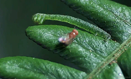 article-best-of-gifs-33