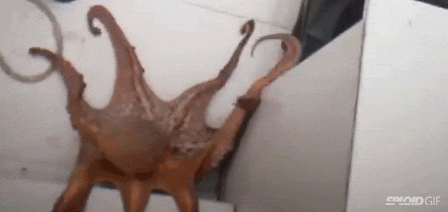 article-best-of-gifs-41