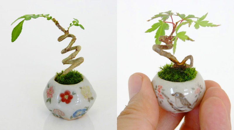 bonsai-1-new