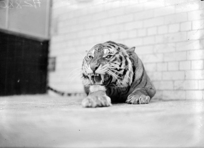 Le tigre du zoo de Dublin, 1936