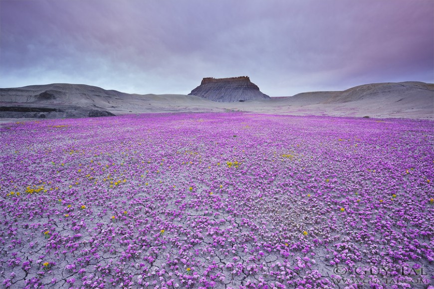 Quand le désert de l’Utah fleurit